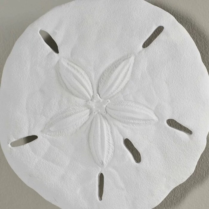 Sand dollar wall decor